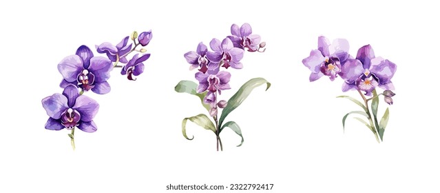 Orchid Flowers Watercolor isolated on white background. Beautiful flowers decorative vector illustration