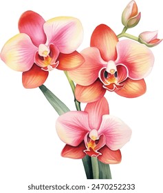 Orchideenblumen Aquarell isoliert auf weißem Hintergrund. Wunderschöne Blumen dekorative Vektorillustration