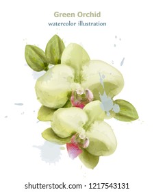 Orchid flowers watercolor isolated Vector. Delicate floral decorations