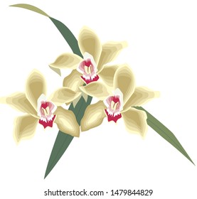 Orchid flowers and white background