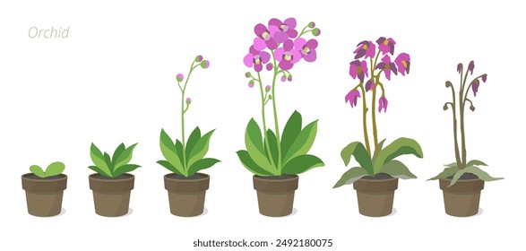 Orchideenzuwachs setzt Vektorillustration voraus. Die Pflege von Zimmerpflanzen in einem Topf. Blumen-Lebenszyklus.