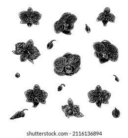 orchid handgezeichnete Vektorgrafik einzeln auf weißem Hintergrund