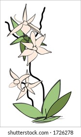 Orchideenhandgezeichnet 1 von 2
