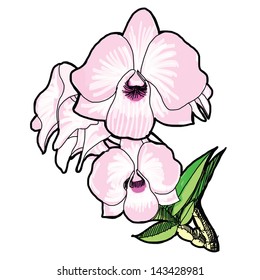 Orchid - Hand drawn