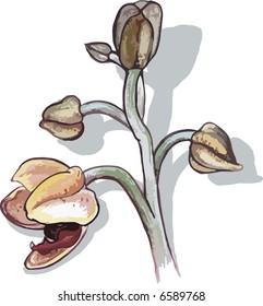 Orchid hand drawn still life, with natural brush texture, file has no gradients.