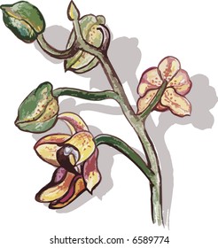 Orchid hand drawn still life, with natural brush texture, file has no gradients.