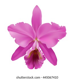 Orchid. 
Hand drawn vector illustration of a tropical orchid Cattleya warneri, with pink petals and lip, on transparent background.