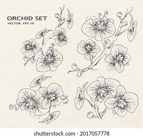 orchid hand-drawn, in a minimalist style. a set of isolated flowers, branches.  a tropical, exotic element. for print, postcards, holidays, banners. vector illustration in a vintage style.