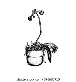 Orchid houseplant in plat pot. Hand drawn sketch vector illustration on white background. Black & white.