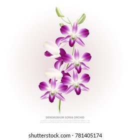 Orchid illustration isolated vector