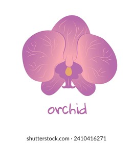 Orchid illustration. Vibrant tropical flower. Realistic botanical hand drawn painting isolated on white background. Cartoon design for poster, icon, card, logo, label, banner, sticker