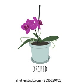 Orchid. Indoor flower. Vector illustration.