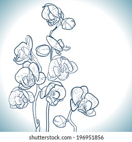 orchid isolated on white