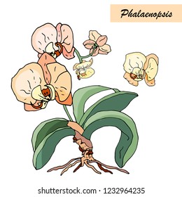 orchid isolated on white background vector image