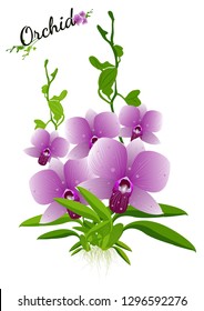 orchid isolated on white background