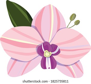Orchid einzeln auf weißem Hintergrund. Element des Blumendesigns. Feine Farben. Vektorgrafik