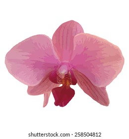 Orchid isolated on white background