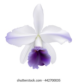 Orchid - Lc. Gaskell-pumila "Azure Star".
Hand drawn vector illustration of a Cattleya type hybrid orchid with white petals, purple lip, on transparent Background.
