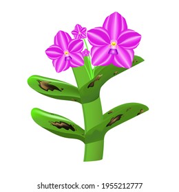 orchid leaf are damaged by Anthracnose disease (leaf blight) or Colletotrichum Fungus. Pathogens cause to rot, black wound and wither. It is an ornamental plant that is important to the economy.