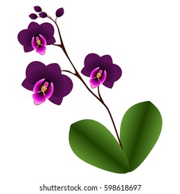 Orchid with leaves.
