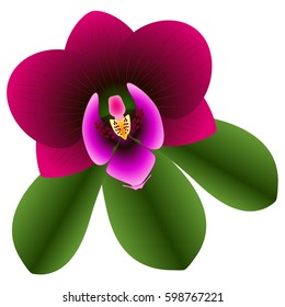 Orchid with leaves on white background.