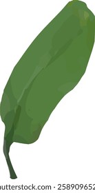 orchid limb stalk and leaf55