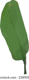 orchid limb stalk and leaf56