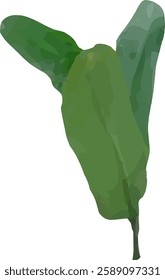 orchid limb stalk and leaf57
