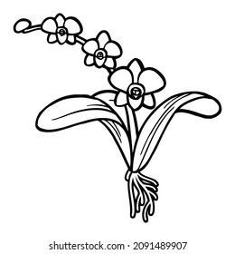 orchid line vector illustration,isolated on white background,top view