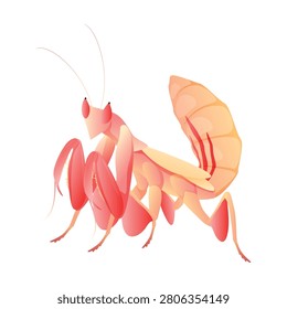 Orchid mantis illustration on a white background showcasing fine details and unique features of the insect