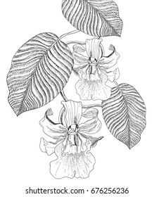 Orchid miltonia. The flowers and leaves. Sketch marker