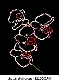 Orchid on a black background