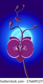 orchid on a blue background
