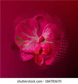 orchid on dark background. Vector