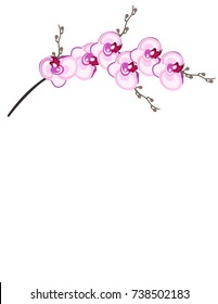 Orchid on a white background
