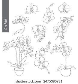 Orchideenumriss Handgezeichnete Vektorillustration auf weißem Hintergrund