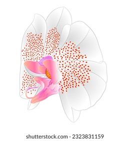 Orchid Phalaenopsis flower white colours natural flower fourteen on a white background watercolor vintage vector editable illustration hand draw 