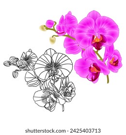 Orchid Phalaenopsis  lila and outline  set three flower  on a white background vintage vector editable illustration hand draw 