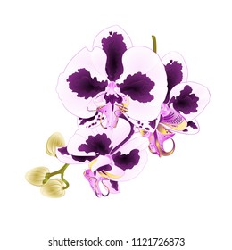 Orchid Phalaenopsis with spots stem purple and  white flowers and buds tropical plants  on a white background vintage vector botanical illustration for design editable hand draw