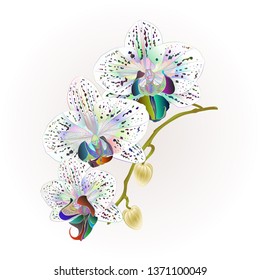 Orchid Phalaenopsis Stem multi colored  flowers and buds tropical plants  vintage vector botanical illustration for design hand draw