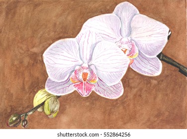 Orchid. Phalenopsis