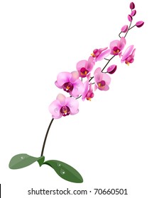 Orchid pink flower isolated on white background