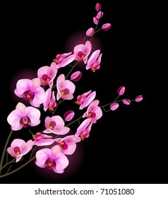 Orchid pink flower isolated on black background