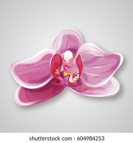 Orchid pink flower. vector illustration
