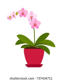 Orchid pink house plant in flower pot, vector icon on white background