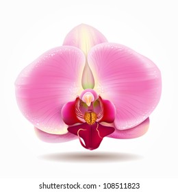 Orchid pink. vector illustration