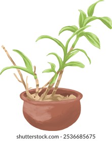orchid plant botancal painting illustration in pot