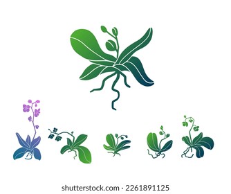 Orchid plant with flowers, bud and stem. Green fresh bouquet of orchidaceae in blossom leaves and root. Tropical flora, botanical flat vector isolated illustration on white background.