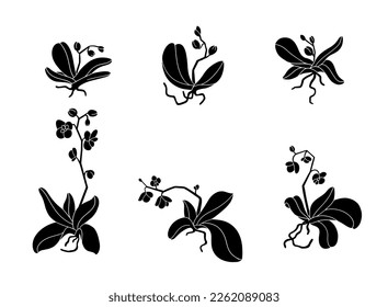 Orchid plant with flowers, bud, and stem. Fresh bouquet of orchidaceae in blossom, leaves and root. Tropical flora, botanical flat vector isolated illustration on white background.