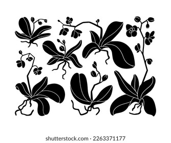 Orchid plant with flowers, bud, and stem. Fresh bouquet of orchidaceae in blossom, leaves and root. Tropical flora, botanical flat vector isolated illustration on white background.